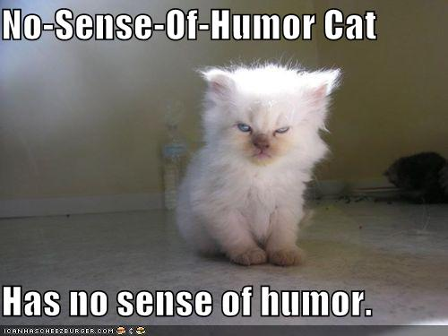 no-sense-of-humor-cat.png